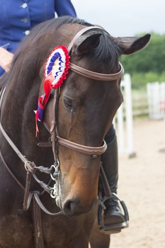 Retrained Racehorse Captain Willoughby Wins £2,500 National Recognition Award